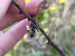 Ropalidia revolutionalis