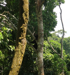 Helarctos malayanus euryspilus