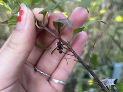 Ropalidia revolutionalis