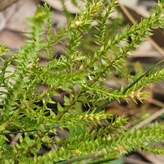 Selaginella uliginosa