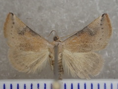 Mataeomera coccophaga