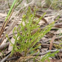 Selaginella uliginosa