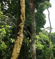 Helarctos malayanus euryspilus