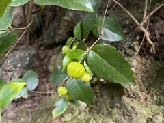 Eugenia uniflora