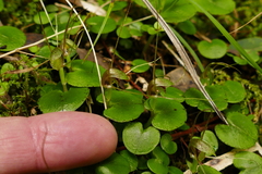 Corybas rivularis