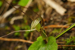 Corybas rivularis