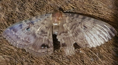 Speiredonia spectans