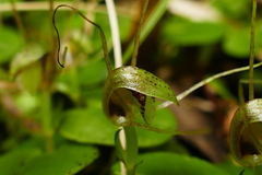 Corybas rivularis