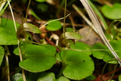 Corybas rivularis