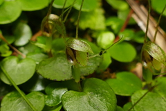 Corybas rivularis