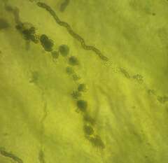 Aureobasidium pullulans