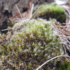 Campylopus introflexus