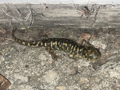 Ambystoma mavortium