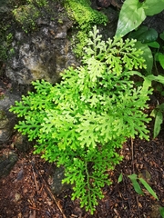 Selaginella
