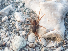Lycosidae