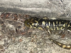 Ambystoma mavortium