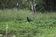 Phasianus versicolor