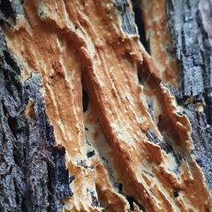 Steccherinum ochraceum