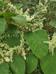 Reynoutria × bohemica