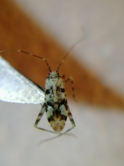 Phytocoris tiliae