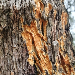 Steccherinum ochraceum