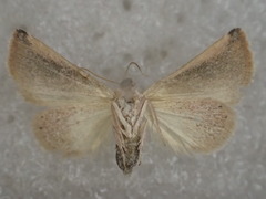 Mataeomera coccophaga