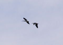 Threskiornis spinicollis