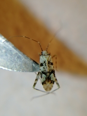 Phytocoris tiliae