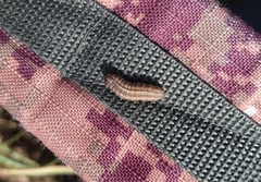 Noctuinae