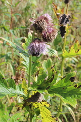 Cirsium kamtschaticum