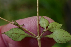 Coprosma areolata