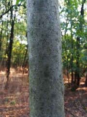 Fraxinus excelsior