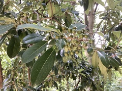 Pittosporum pentandrum