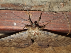 Speiredonia spectans