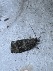 Syricoris lacunana