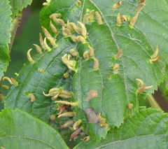 Eriophyes tiliae