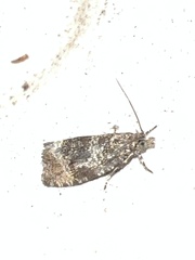 Syricoris lacunana