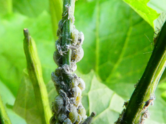 Brevicoryne brassicae