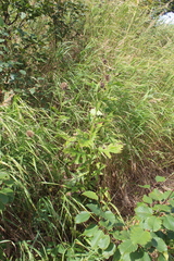 Cirsium kamtschaticum