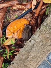 Rattus norvegicus