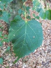 Tilia cordata