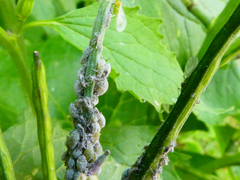 Brevicoryne brassicae