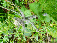 Brevicoryne brassicae