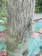 Tilia cordata
