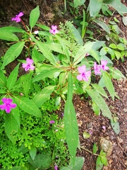 Impatiens