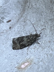 Syricoris lacunana