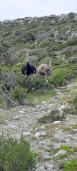 Struthio camelus australis