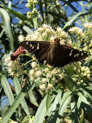 Apyrrothrix araxes arizonae