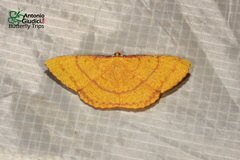 Eumelea rosalia