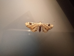 Eupithecia centaureata